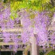 カリン 藤の季節 Club 妻