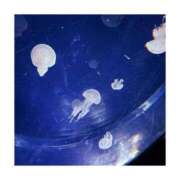 ヒメ日記 2026/01/08 19:12 投稿 ゆり ぷるるん小町 京橋店