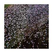 ゆり やっとね⟡.* ぷるるん小町 京橋店