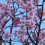 ヒメ日記 2026/03/31 20:18 投稿 かれん 福岡ちゃんこ大牟田店