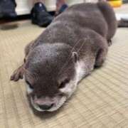 ヒメ日記 2025/11/04 00:50 投稿 おとか 大阪はまちゃん日本橋店