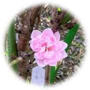 ヒメ日記 2025/10/25 21:07 投稿 さやか 宮崎ちゃんこ都城店