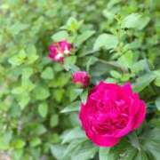 さやか ホワイトデー♡ 宮崎ちゃんこ都城店