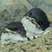 ヒメ日記 2025/10/13 06:00 投稿 わこ 即トク奥さん