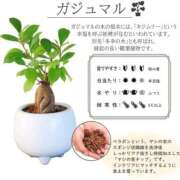 ヒメ日記 2025/10/14 14:20 投稿 わこ 即トク奥さん