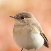 ヒメ日記 2025/10/29 06:40 投稿 わこ 即トク奥さん