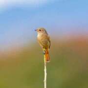 ヒメ日記 2025/11/04 07:50 投稿 わこ 即トク奥さん