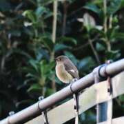 ヒメ日記 2025/11/05 14:10 投稿 わこ 即トク奥さん