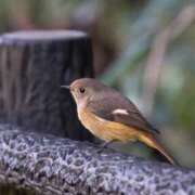 ヒメ日記 2025/11/26 06:40 投稿 わこ 即トク奥さん