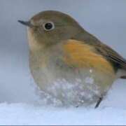 ヒメ日記 2025/12/25 21:29 投稿 わこ 即トク奥さん