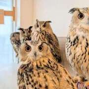 ヒメ日記 2025/12/26 16:50 投稿 わこ 即トク奥さん