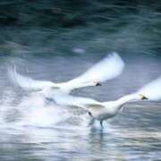 ヒメ日記 2025/12/31 07:50 投稿 わこ 即トク奥さん