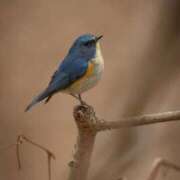 ヒメ日記 2026/01/17 17:30 投稿 わこ 即トク奥さん