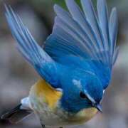 ヒメ日記 2026/01/18 06:00 投稿 わこ 即トク奥さん