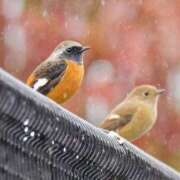 ヒメ日記 2026/02/05 17:00 投稿 わこ 即トク奥さん