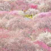 ヒメ日記 2026/03/03 06:00 投稿 わこ 即トク奥さん