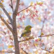 ヒメ日記 2026/03/29 07:40 投稿 わこ 即トク奥さん
