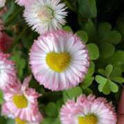 ヒメ日記 2026/04/07 05:40 投稿 わこ 即トク奥さん