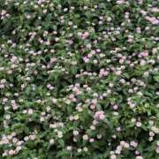 ヒメ日記 2025/09/04 01:39 投稿 凛那(りな)♥黒髪完全業界未経験 美魔女コレクション