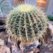 おこめ 顔面ビンタされてる？ 実録！おとなのわいせつ倶楽部