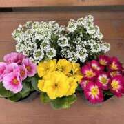 ヒメ日記 2026/02/18 16:54 投稿 あやめ 熟女の風俗最終章 錦糸町店