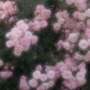 ヒメ日記 2025/09/07 19:55 投稿 ぽっちゃま 神田ハンドメイド