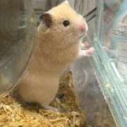 ヒメ日記 2025/12/14 22:42 投稿 あや ムーランルージュ