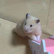 ヒメ日記 2026/01/08 09:52 投稿 あや ムーランルージュ