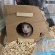 ヒメ日記 2026/01/11 10:06 投稿 あや ムーランルージュ