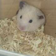 ヒメ日記 2026/02/07 16:38 投稿 あや ムーランルージュ