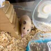 ヒメ日記 2026/02/08 11:32 投稿 あや ムーランルージュ