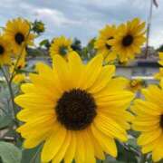 ヒメ日記 2025/09/12 07:15 投稿 美影里英 ローテンブルク