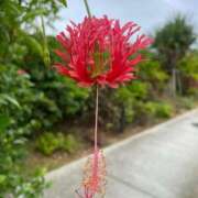 ヒメ日記 2025/09/15 07:15 投稿 美影里英 ローテンブルク