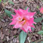 ヒメ日記 2025/09/17 08:11 投稿 美影里英 ローテンブルク