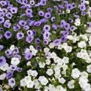 ヒメ日記 2025/09/19 07:15 投稿 美影里英 ローテンブルク