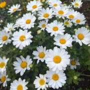 ヒメ日記 2026/03/28 16:14 投稿 りと MAHARAJA(マハラジャ)千葉