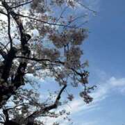 ヒメ日記 2026/03/28 19:31 投稿 りと MAHARAJA(マハラジャ)千葉