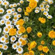 ヒメ日記 2026/05/01 14:40 投稿 りと MAHARAJA(マハラジャ)千葉