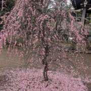 ヒメ日記 2026/02/27 09:42 投稿 りょう 熟女の風俗最終章 池袋店