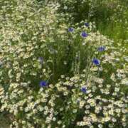 ヒメ日記 2025/11/24 23:27 投稿 りり あふたーすくーる本店