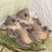 ヒメ日記 2026/02/01 19:19 投稿 逸藤さくら ハプニング痴漢電車or全裸入室