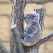 ヒメ日記 2026/04/26 21:37 投稿 逸藤さくら ハプニング痴漢電車or全裸入室