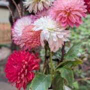 ヒメ日記 2025/10/10 15:01 投稿 せり・SP 西川口ティアラ