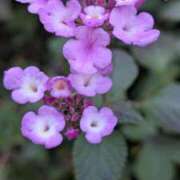 せり・SP 出勤してます！ 西川口ティアラ