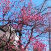 ヒメ日記 2026/02/05 15:00 投稿 せり・SP 西川口ティアラ