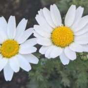 せり・SP 心地よい温かさ😳 西川口ティアラ