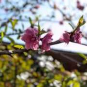 ヒメ日記 2026/03/28 16:00 投稿 せり・SP 西川口ティアラ