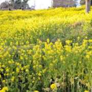 せり・SP ♬🌼*･ 西川口ティアラ