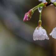 ヒメ日記 2026/03/26 08:50 投稿 辻愛 五十路マダムエクスプレス船橋店(カサブランカグループ)