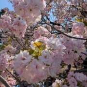 ヒメ日記 2026/04/13 08:52 投稿 辻愛 五十路マダムエクスプレス船橋店(カサブランカグループ)